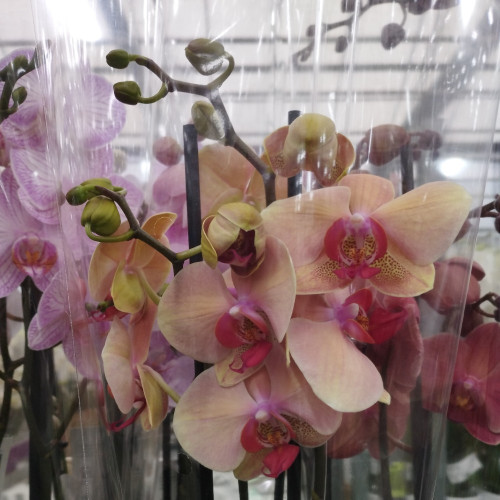 Orchidée Phalaenopsis Las Vegas