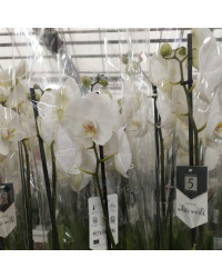 Orchidée Phalaenopsis 2 Tige Blanc