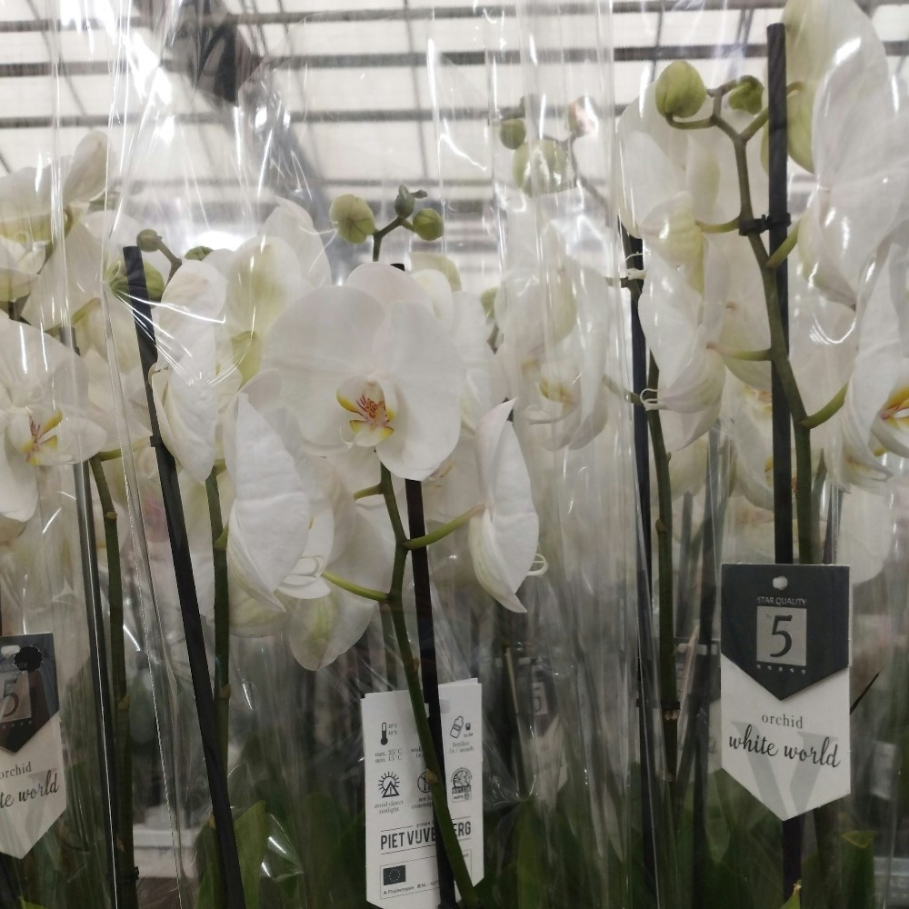 Orchidée Phalaenopsis Blanc Pur - 1 Branche En Vase 12 Cm, Hauteur 65-70 Cm, Fleurit 6 Mois