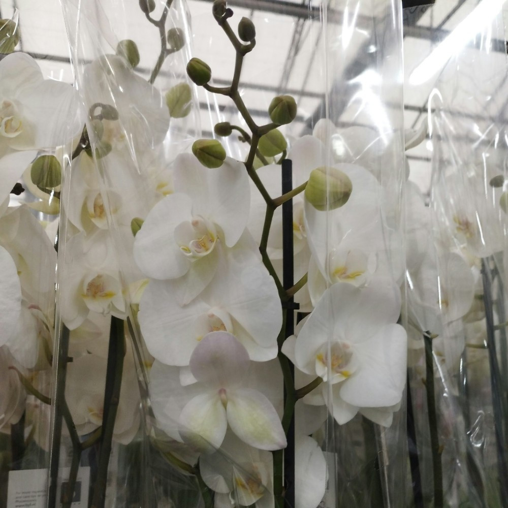 Orchidée Phalaenopsis 2 Tige Blanc