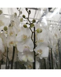 Orchidée Phalaenopsis 2 Tige Blanc