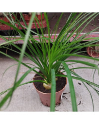 Beaucarnea Pied DÉléphant Nolina