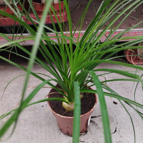 Beaucarnea Pied DÉléphant Nolina