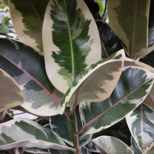 Ficus Élas Tineke - Pot De 17 Cm