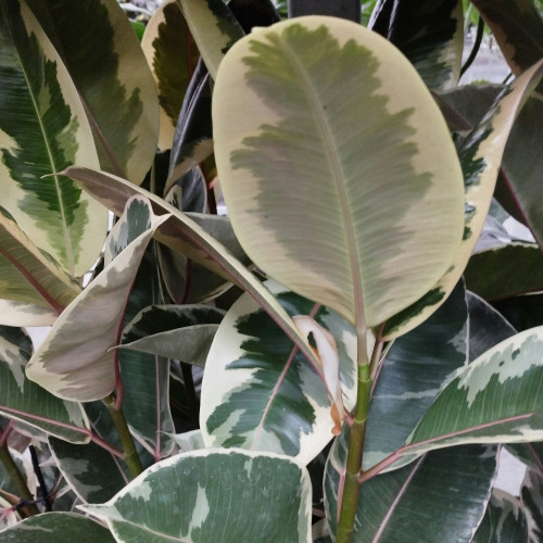 Ficus Élas Tineke - Pot De 17 Cm