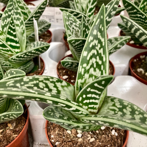 Aloe Brevifolia Magic- Pot De 9 Cm