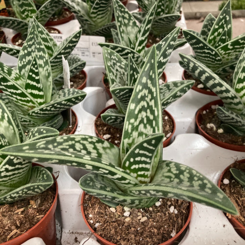 Aloe Brevifolia Magic- Pot De 9 Cm