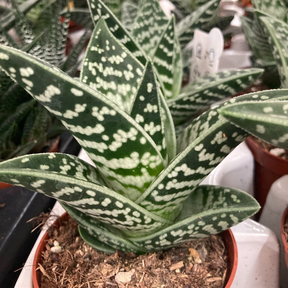 Aloe Brevifolia Magic- Pot De 9 Cm