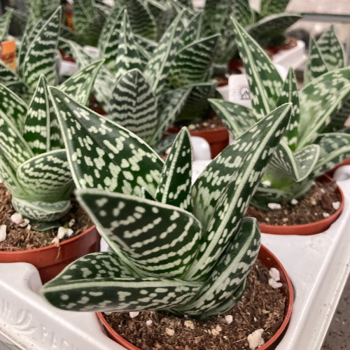 Aloe Brevifolia Magic- Pot De 9 Cm