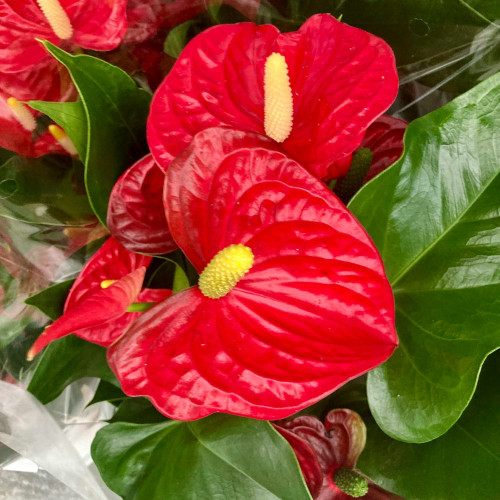 Anthurium Champion Rouge - Pot De 14 Cm