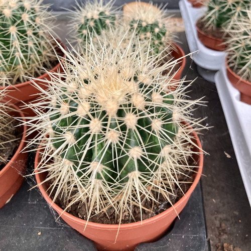 Echinocactus Grusonii - Pot De 12 Cm