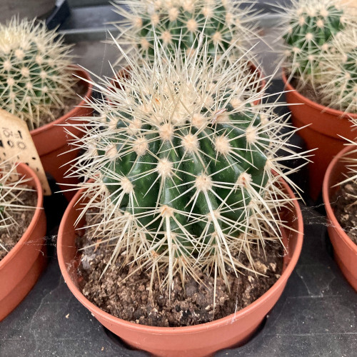 Echinocactus Grusonii - Pot De 12 Cm