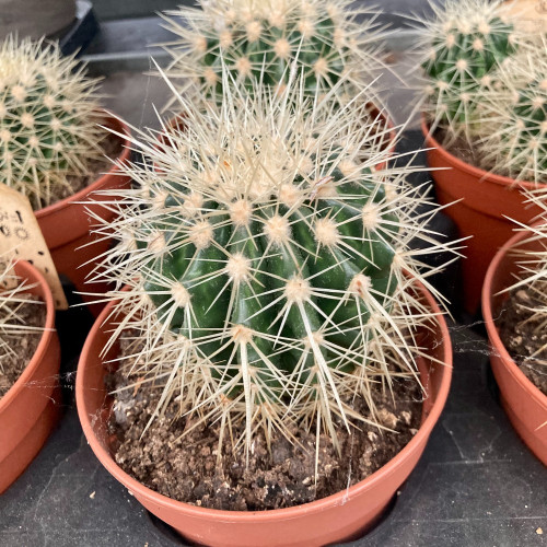 Echinocactus Grusonii - Pot De 12 Cm