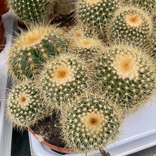 Echinocactus Grusonii - Pot De 10,5 Cm