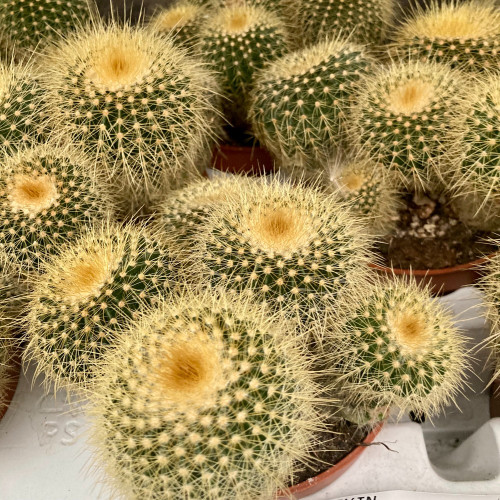 Echinocactus Grusonii - Pot De 10,5 Cm