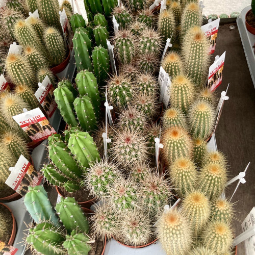 Pachycereus Pringlei - Pot De 8,5 Cm