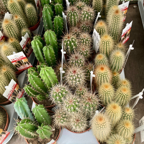 Pachycereus Pringlei - Pot De 8,5 Cm