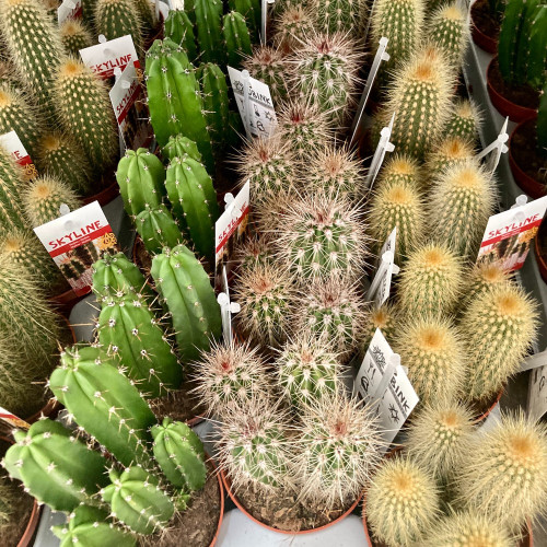 Pachycereus Pringlei - Pot De 8,5 Cm
