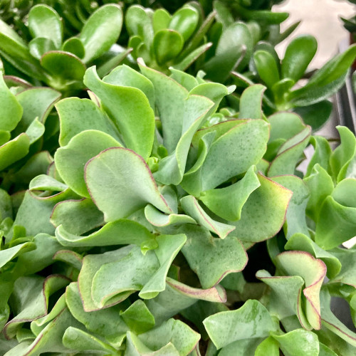 Crassula Arborescens Undilatifolia - Pot De 12 Cm