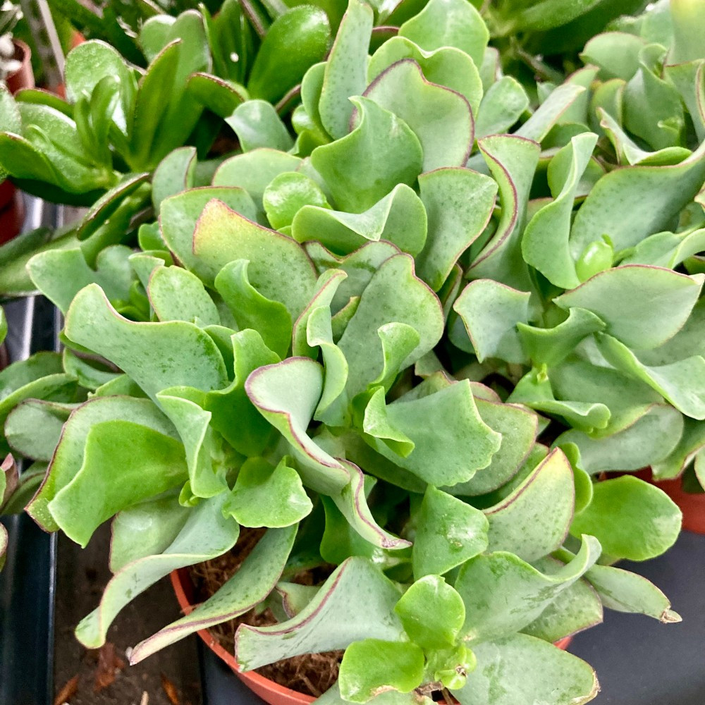 Crassula Arborescens Undilatifolia - Pot De 12 Cm