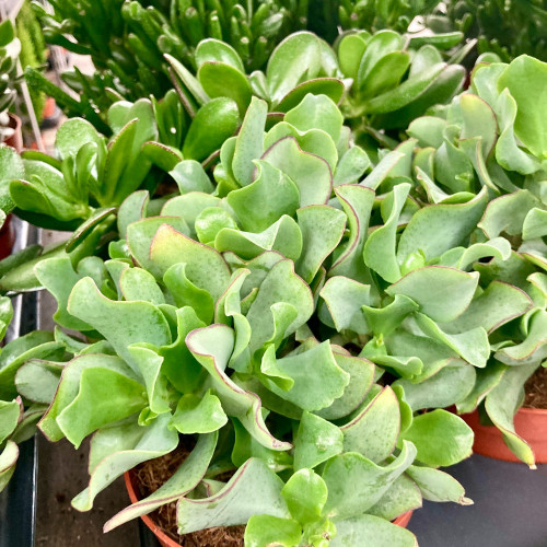 Crassula Arborescens Undilatifolia - Pot De 12 Cm