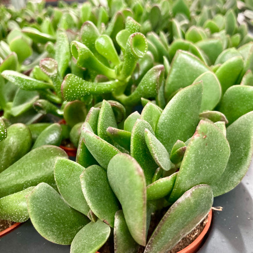 Crassula Portulaca - Pot De 8,5 Cm