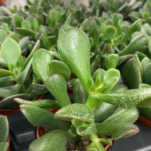 Crassula Portulaca - Pot De 8,5 Cm