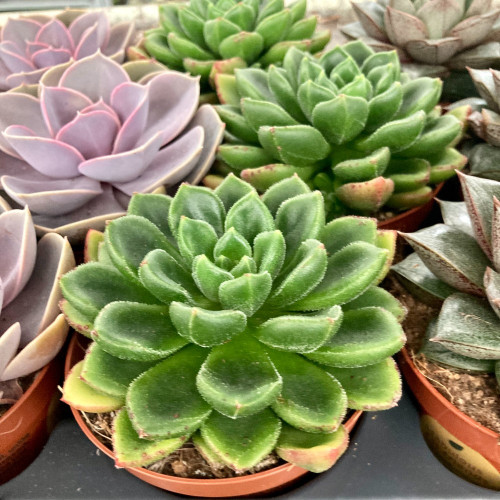 Echeveria Afines - Pot De 8,5 Cm