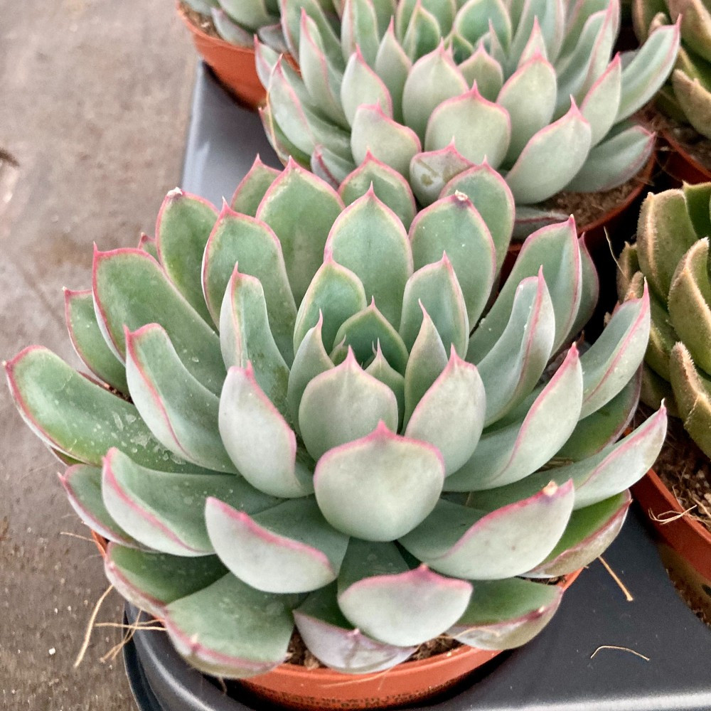 Echeveria Lila Chine - Pot De 8,5 Cm