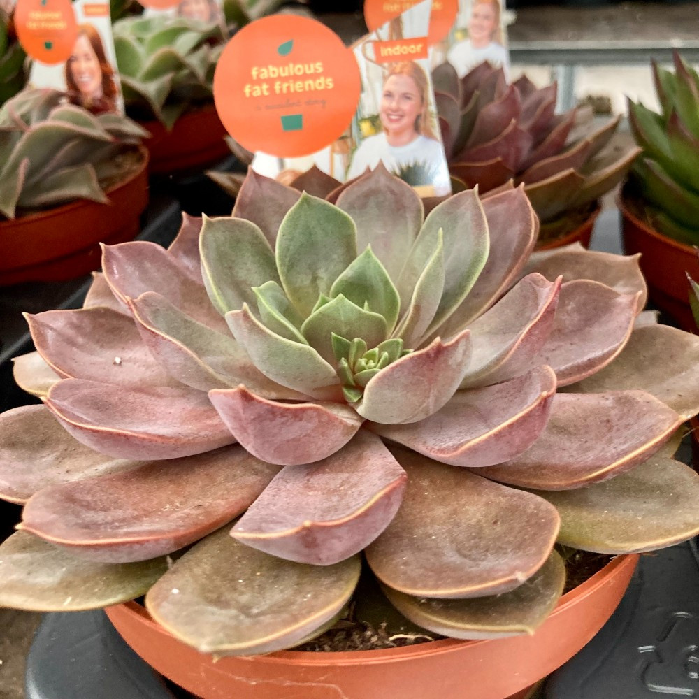 Echeveria Perle De Nuremberg - Pot De 12 Cm