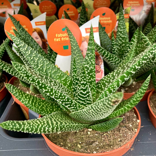 Haworthia Concolor - Pot De 10,5 Cm