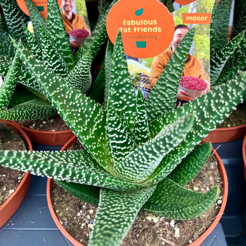 Haworthia Concolor - Pot De 10,5 Cm