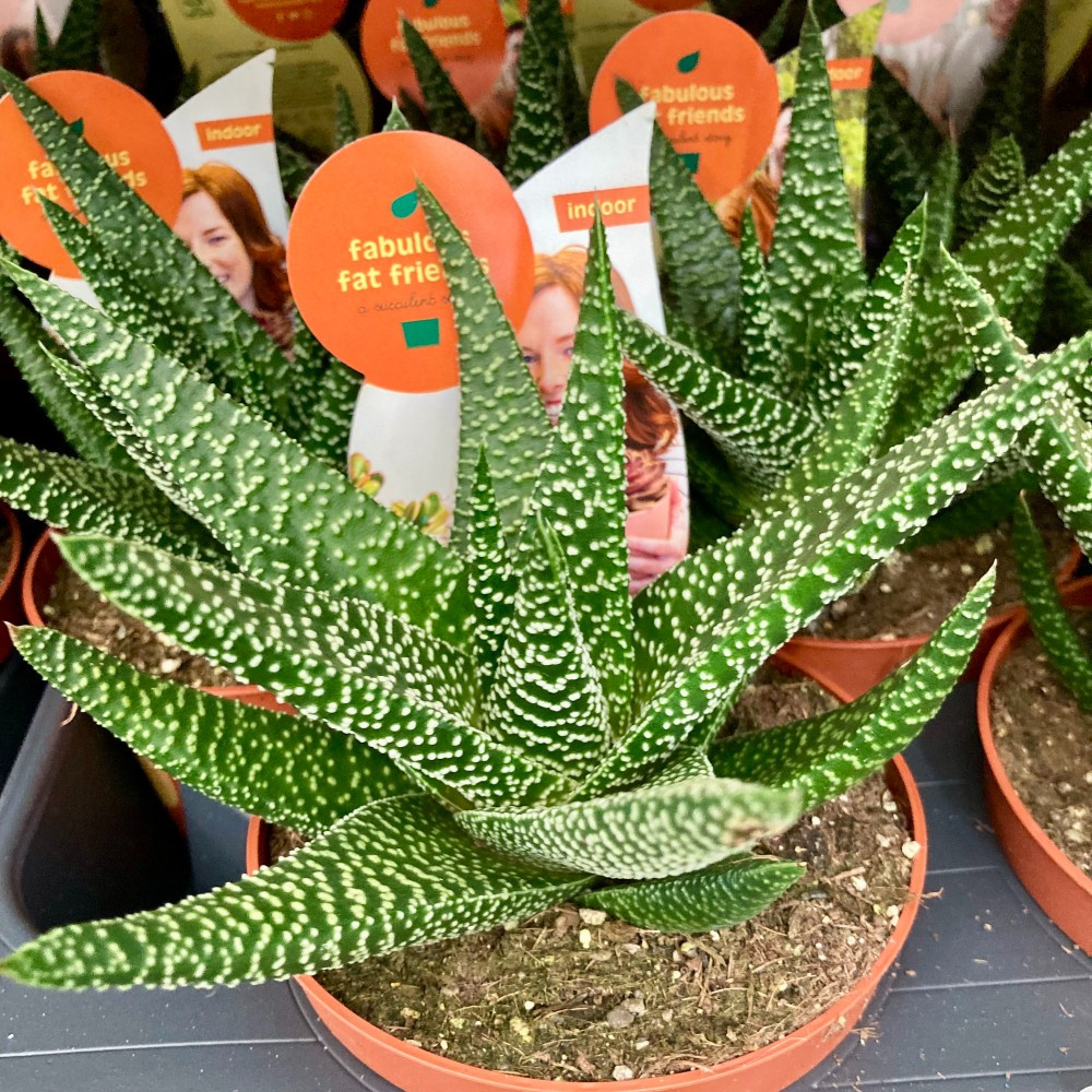 Haworthia Concolor - Pot De 10,5 Cm