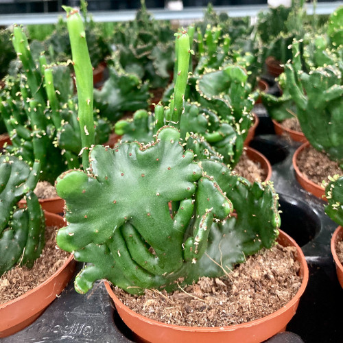 Euphorbia Mammillaris Variegata - Pot De 8,5 Cm