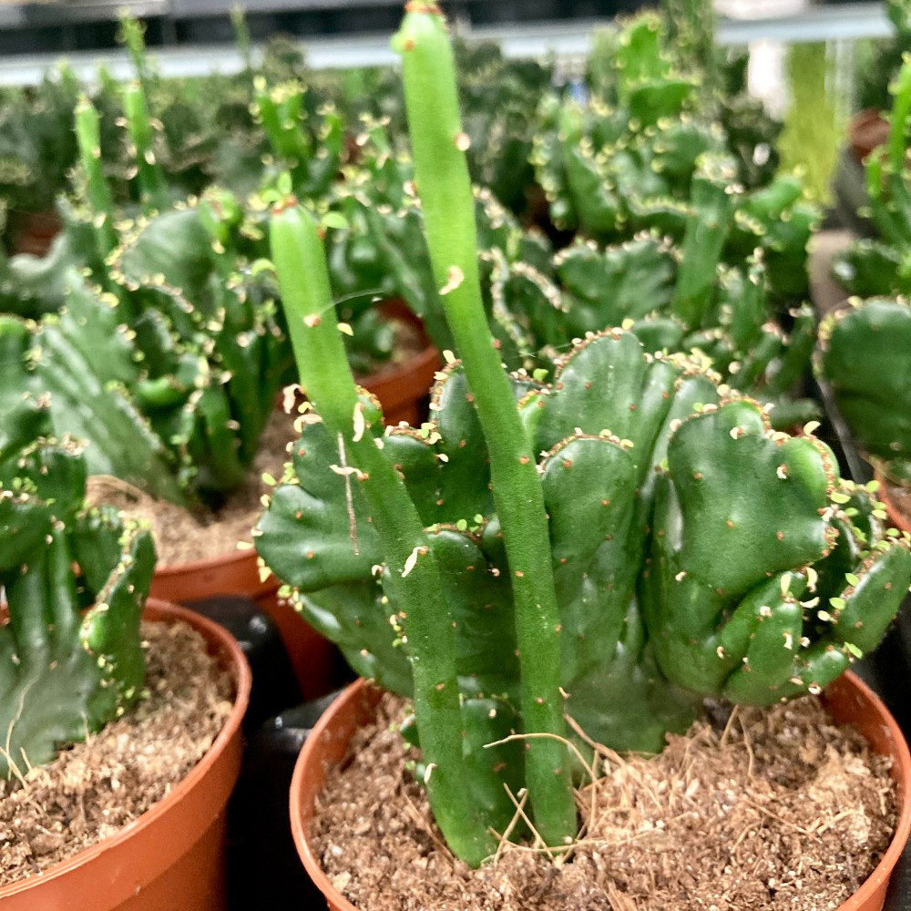 Euphorbia Mammillaris Variegata - Pot De 8,5 Cm