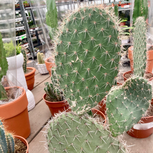 Opuntia - Pot De 17 Cm