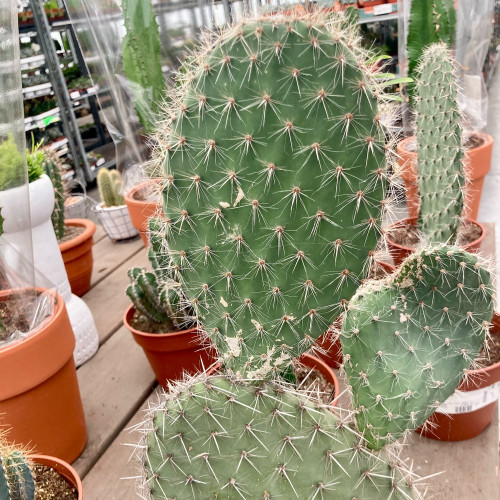 Opuntia - Pot De 17 Cm