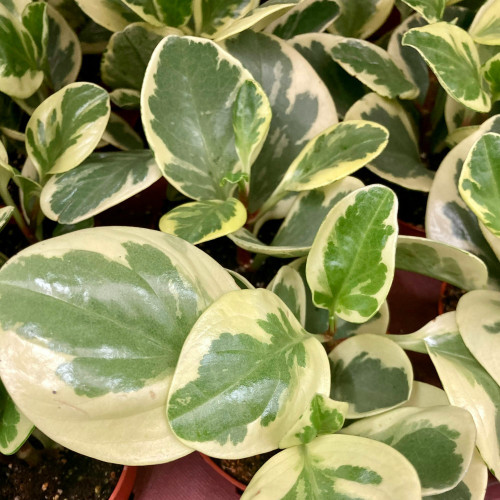 Peperomia Argyreia - Pépéromie Obtusif en pot de 9cm