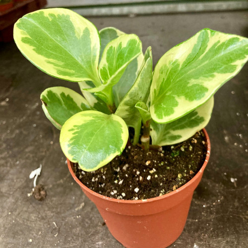 Peperomia Argyreia - Pépéromie Obtusif en pot de 9cm