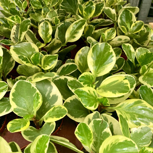 Peperomia Argyreia - Pépéromie Obtusif en pot de 9cm