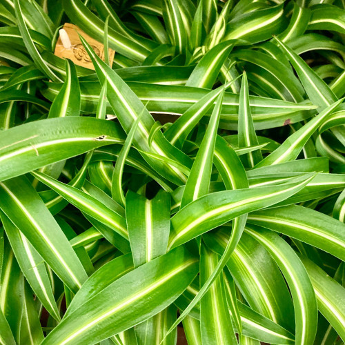 Chlorophytum Plante Araignée Comosum Retombante