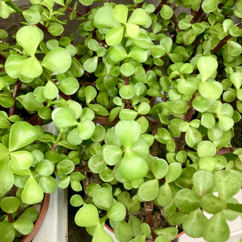 Portulaca Afra Variegata - Pot De 12 Cm