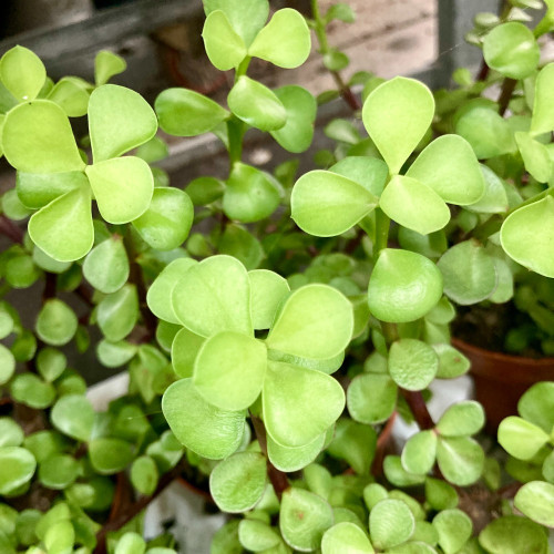 Portulaca Afra Variegata - Pot De 12 Cm