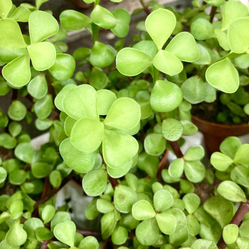 Portulaca Afra Variegata - Pot De 12 Cm