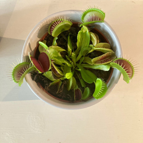 Plante Carnivore Dionaea Muscipula en pot de 12cm