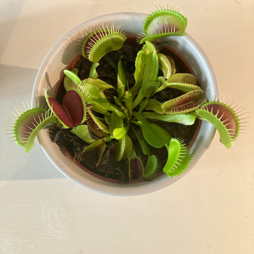 Plante Carnivore Dionaea Muscipula en pot de 12cm