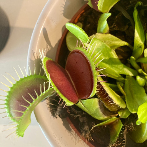 Plante Carnivore Dionaea Muscipula en pot de 12cm