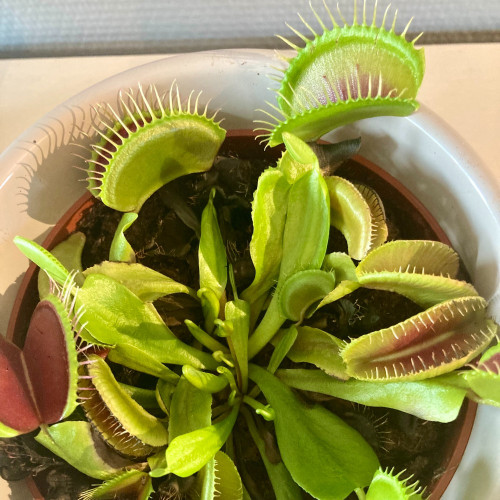 Plante Carnivore Dionaea Muscipula en pot de 12cm