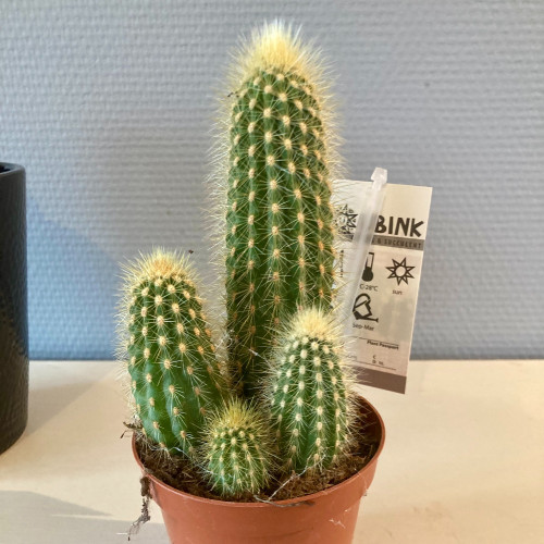 Pachycereus 'Pringlei' - Pot De 10,5 Cm