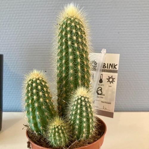 Pachycereus 'Pringlei' - Pot De 10,5 Cm